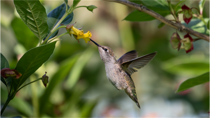 Nectar Hunting Hummingbird
