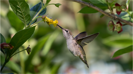 Nectar Hunting Hummingbird