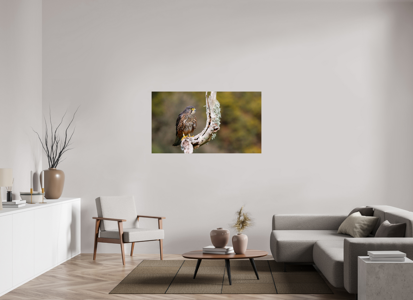 New Zealand Falcon