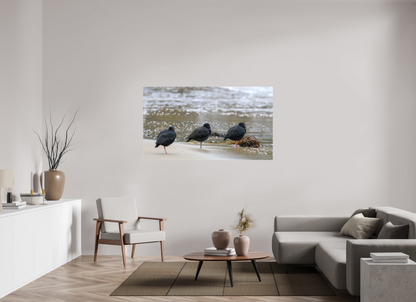 Beach Resting Oyster Catchers