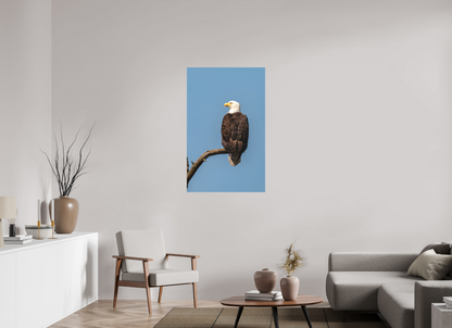 Bald Eagle Portrait