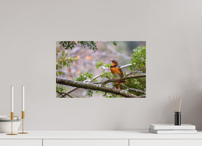 Brilliant Varied Thrush