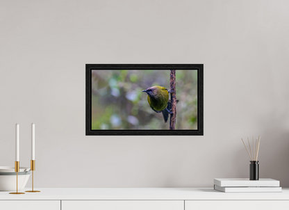 Curious Bellbird