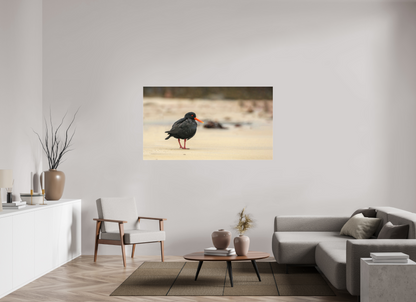 Beach Cruising Oyster Catcher