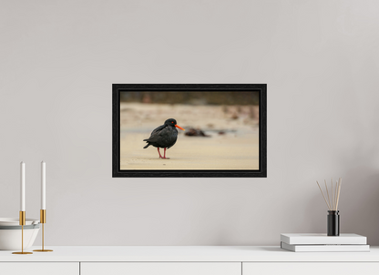 Beach Cruising Oyster Catcher