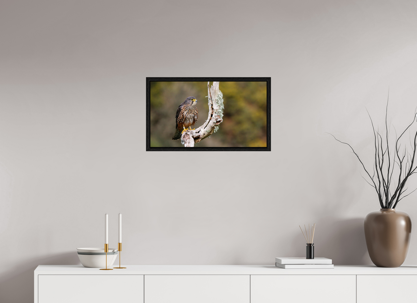New Zealand Falcon