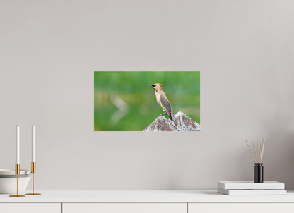 Cedar Waxwing Lookout