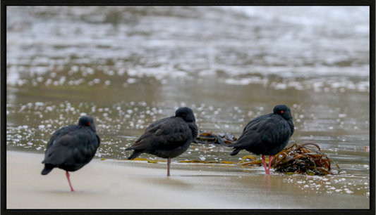 Beach Resting Oyster Catchers