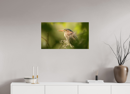 Green Heron Profile