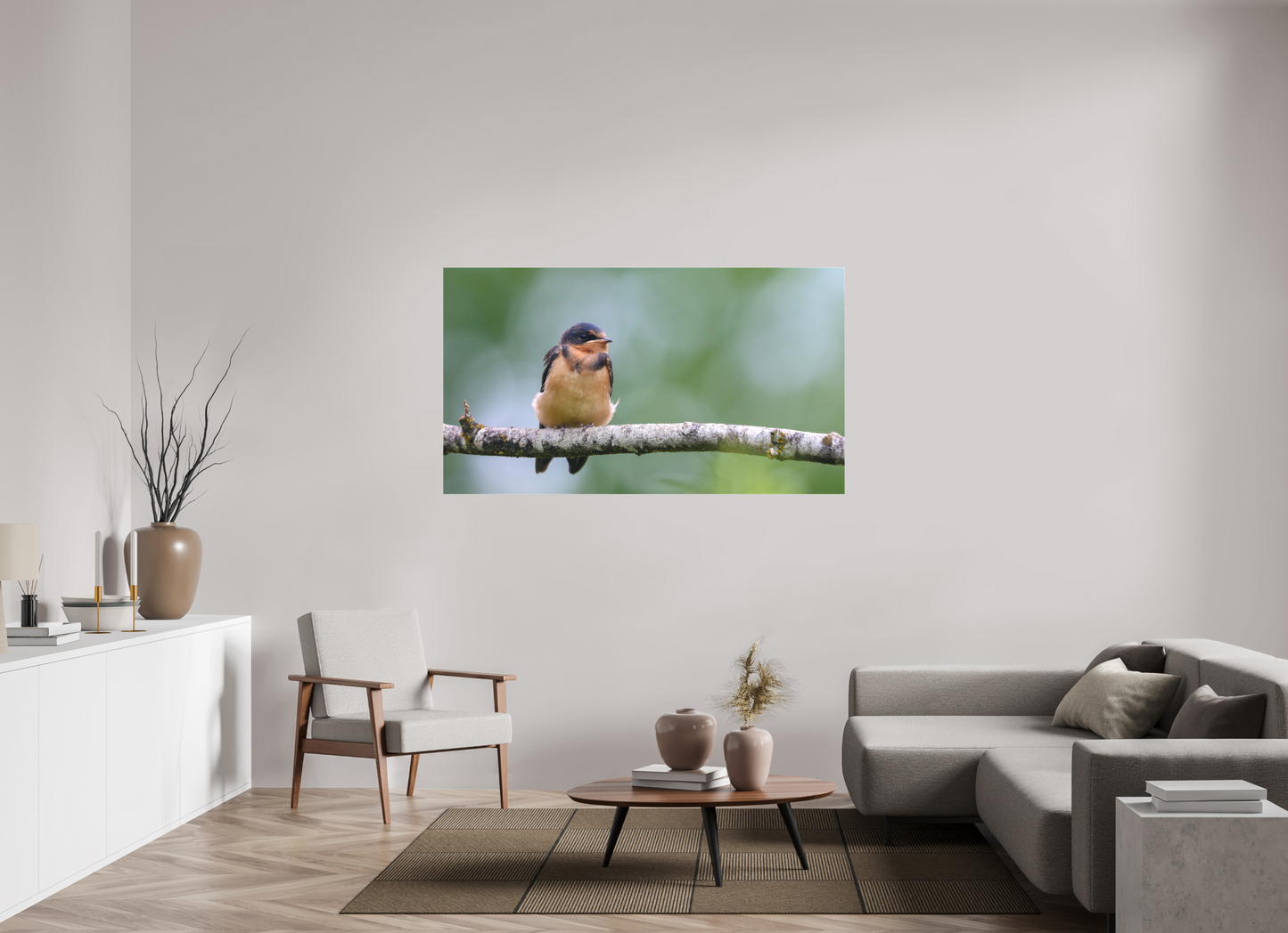 Observant Barn Swallow
