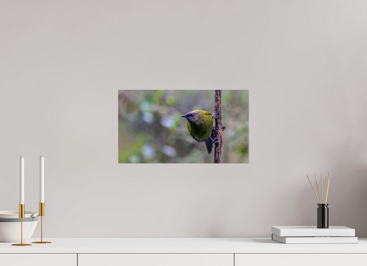 Curious Bellbird
