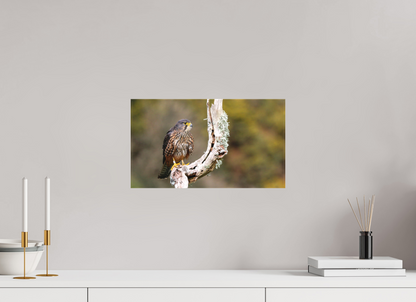New Zealand Falcon