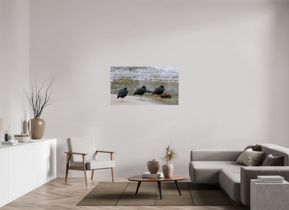 Beach Resting Oyster Catchers