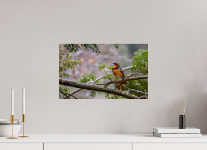 Brilliant Varied Thrush