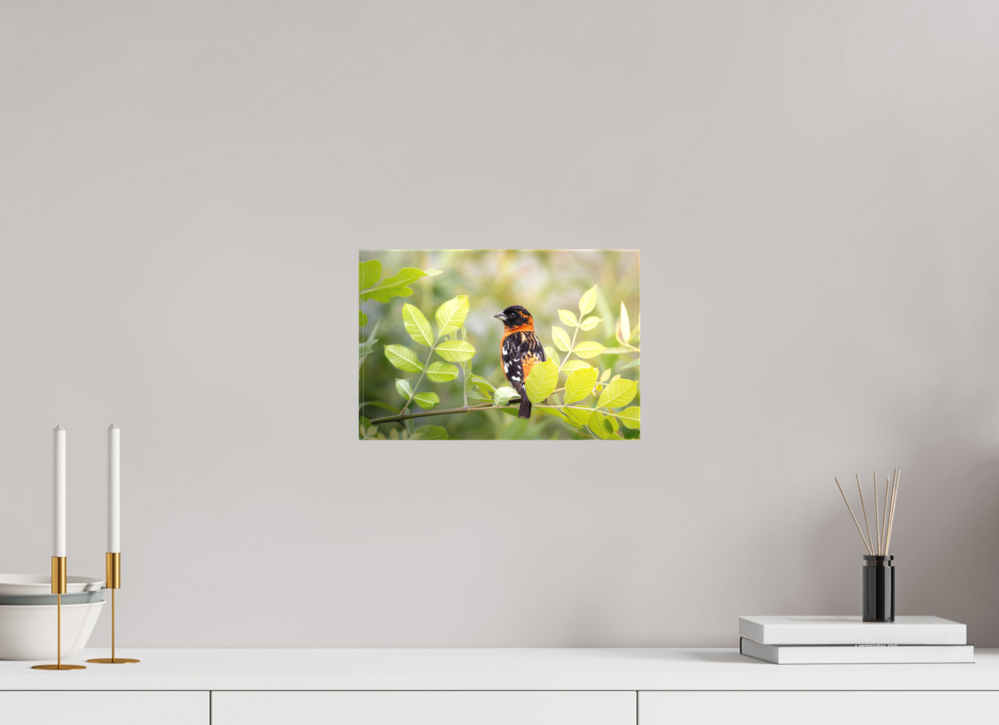 12 x 8″, Canvas Prints Poised Black Headed Grosbeak