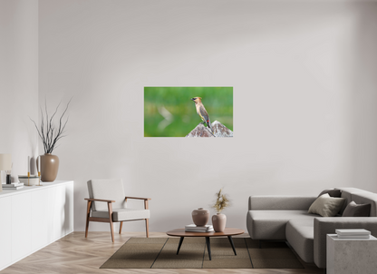 Cedar Waxwing Lookout