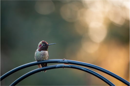 Sunspot Hummingbird