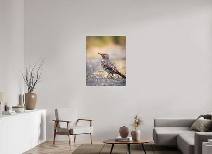 31 x 38.7″, Photo Print Under Acrylic Glass Remarkable Northern Flicker