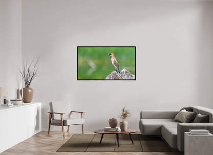 Cedar Waxwing Lookout