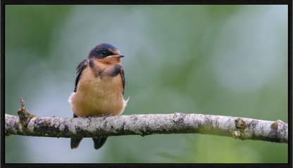 Observant Barn Swallow