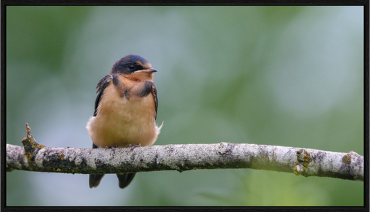 Observant Barn Swallow