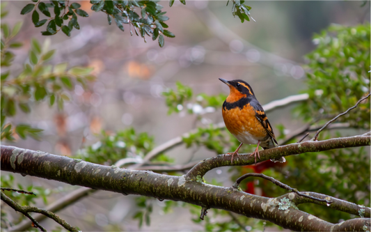 Brilliant Varied Thrush