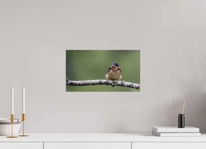 Resting Barn Swallow