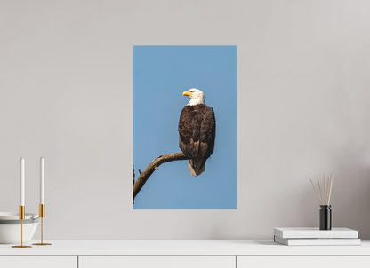 Bald Eagle Portrait