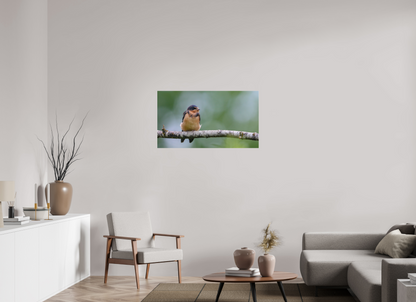 Observant Barn Swallow