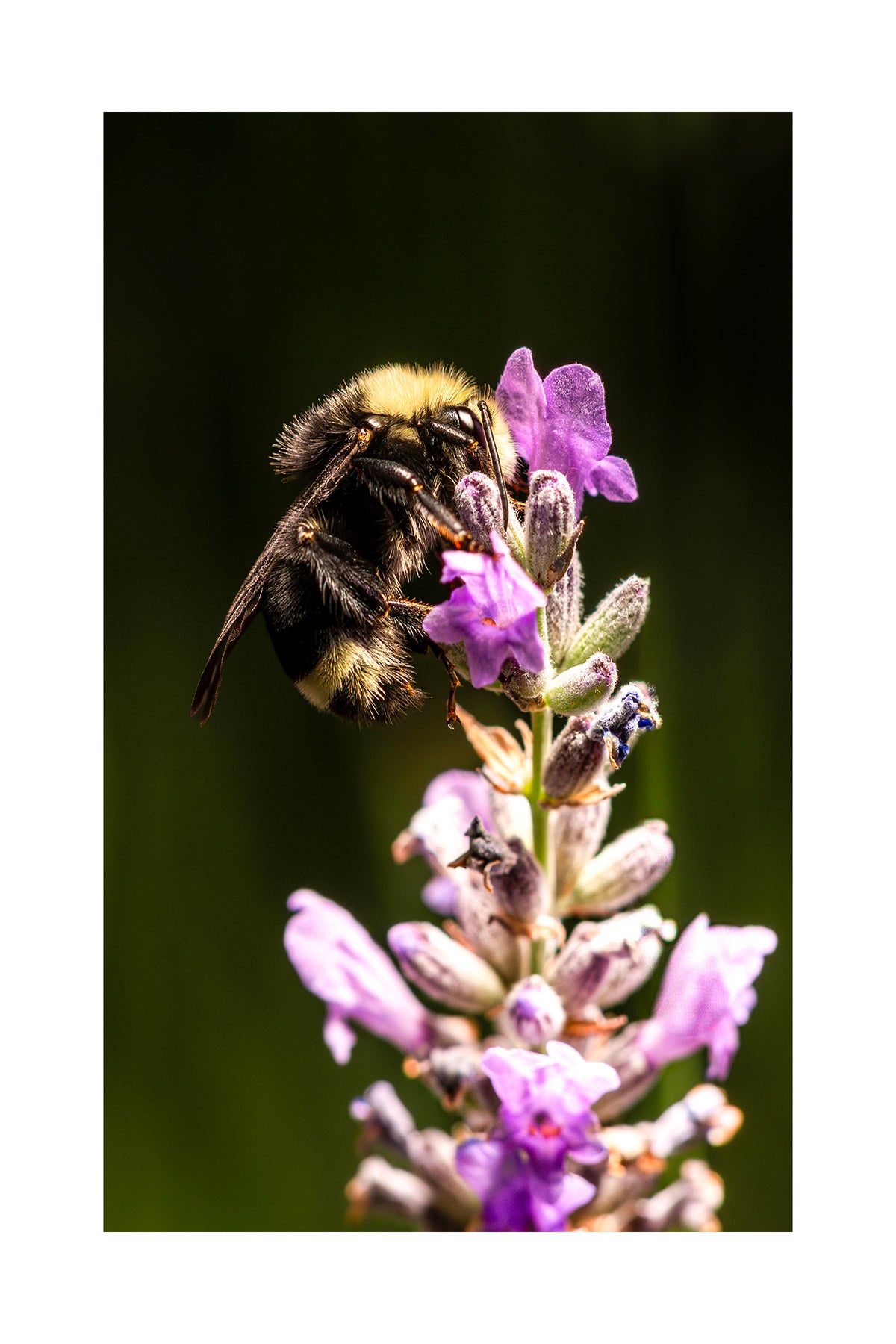 Bee Bundle