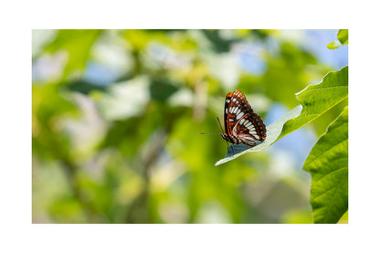 Nature Collection