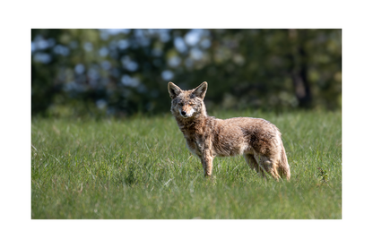 Fine Art Photography Greeting Cards | Individual 4" × 6" Photo Prints