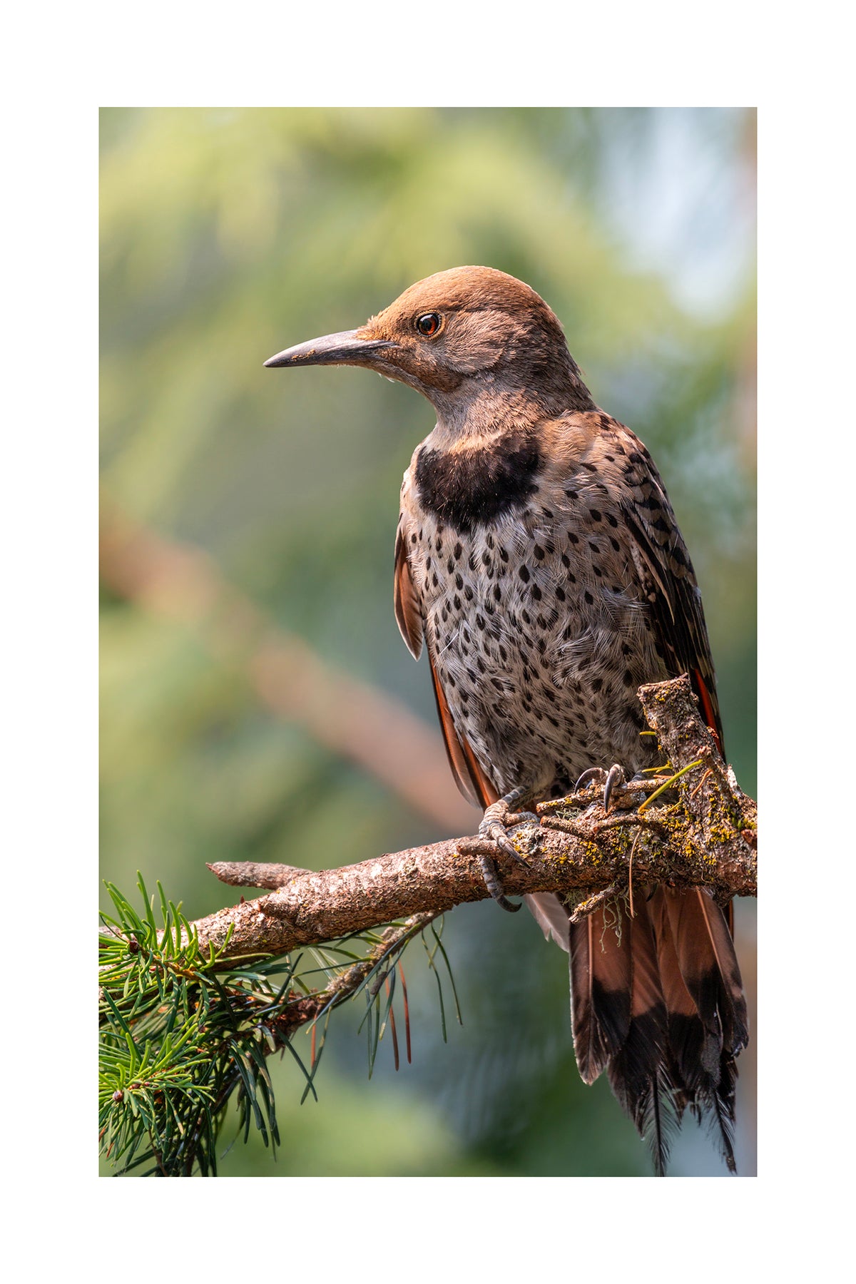Fine Art Photography Greeting Cards | Individual 4" × 6" Photo Prints