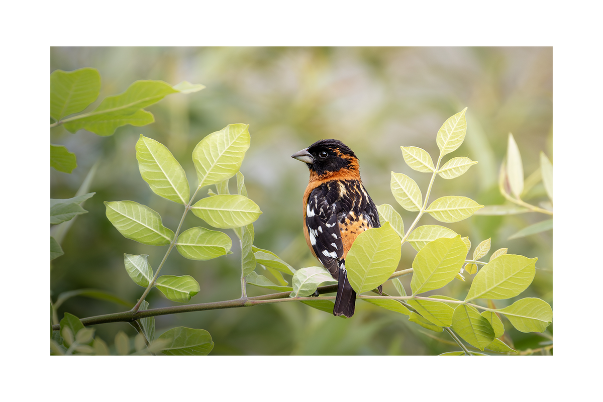 Fine Art Photography Greeting Cards | Individual 4" × 6" Photo Prints