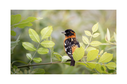 Fine Art Photography Greeting Cards | Individual 4" × 6" Photo Prints
