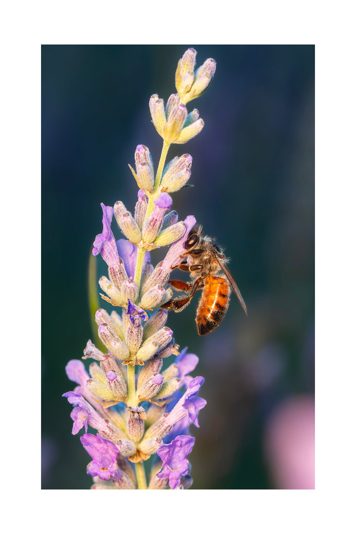 Bee Bundle