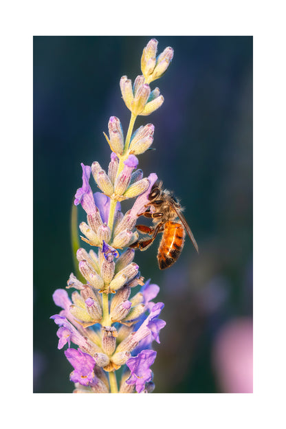 Bee Bundle