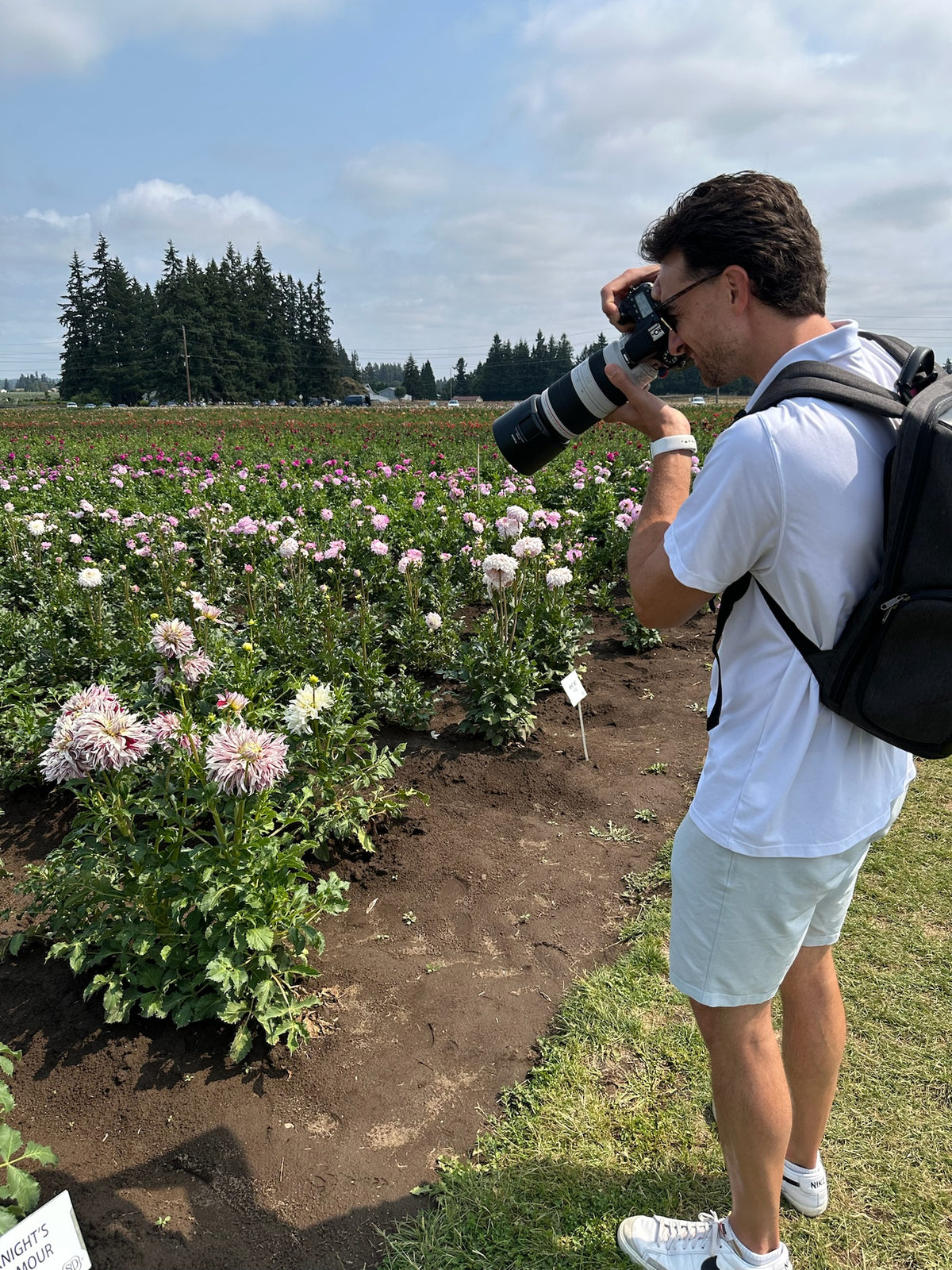 Swan Island Dahlia Festival - Canby, OR, USA