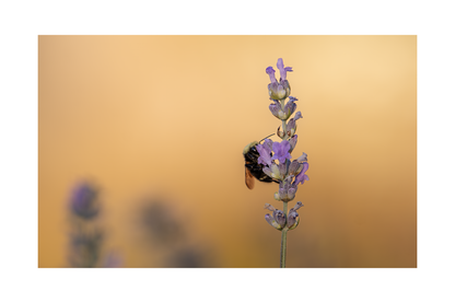 Bee Bundle