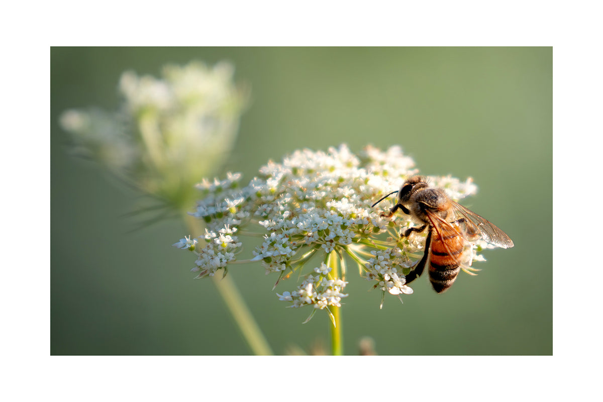 Bee Bundle