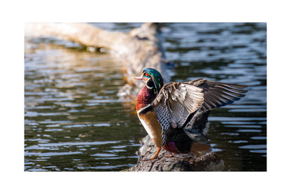 Fine Art Photography Greeting Cards | Individual 4" × 6" Photo Prints