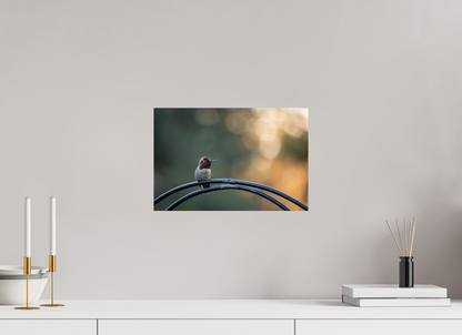 Sunspot Hummingbird