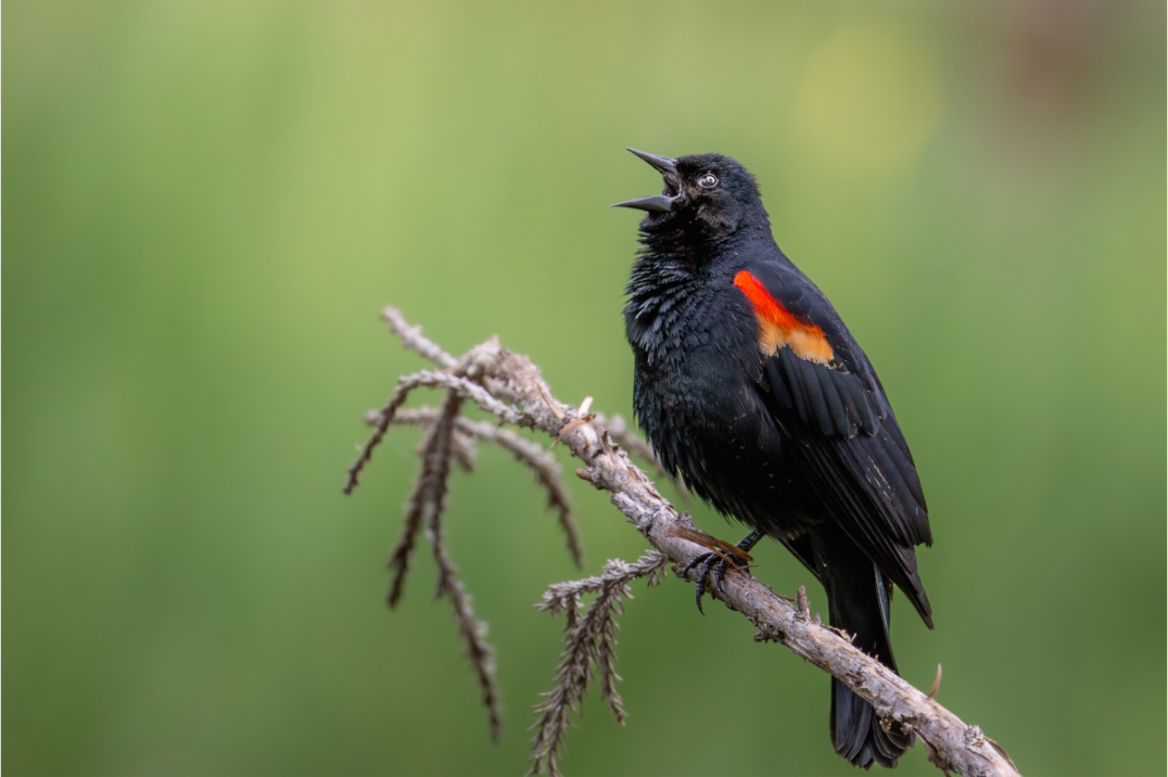 Main image Perched Red Winged Blackbird