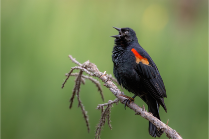 Main image Perched Red Winged Blackbird