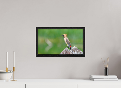 Cedar Waxwing Lookout