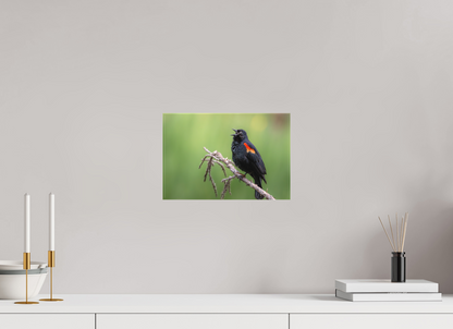 12 x 8″, Canvas Prints Perched Red Winged Blackbird