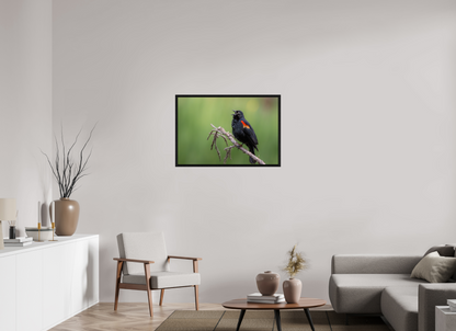 36 x 24″, Floater Frame Perched Red Winged Blackbird