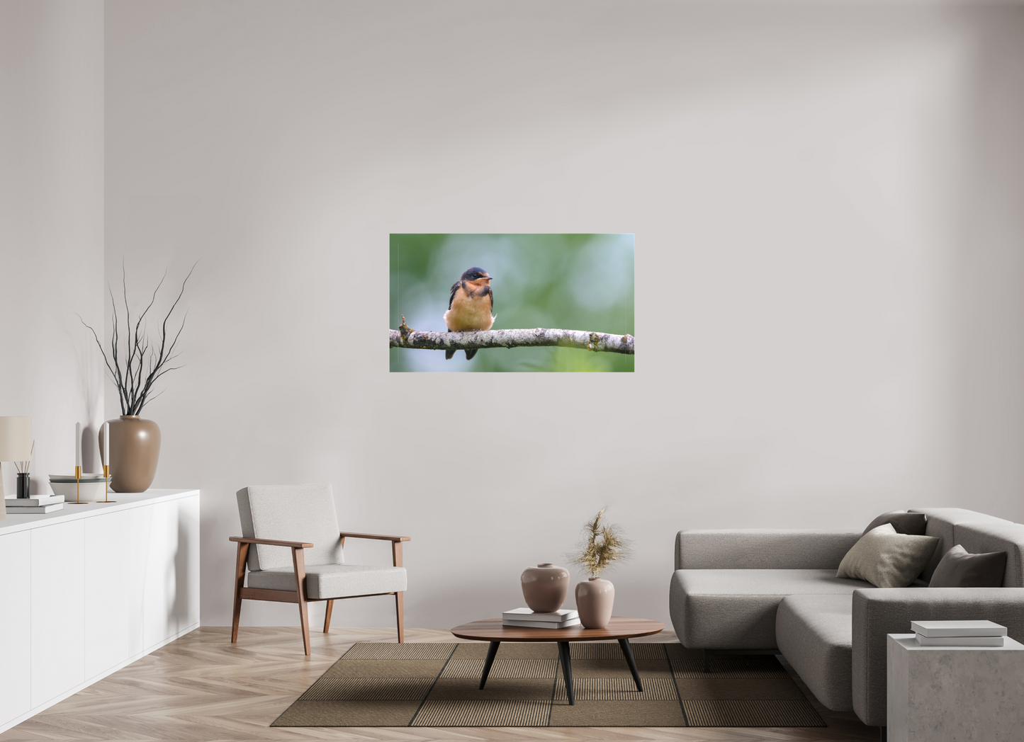 Observant Barn Swallow