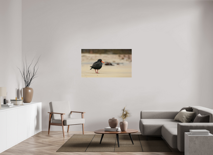 Beach Cruising Oyster Catcher
