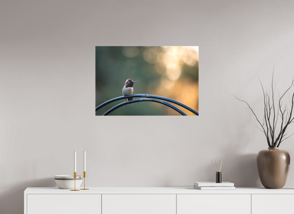 Sunspot Hummingbird